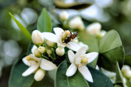 flor de azahar