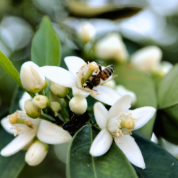 flor de azahar